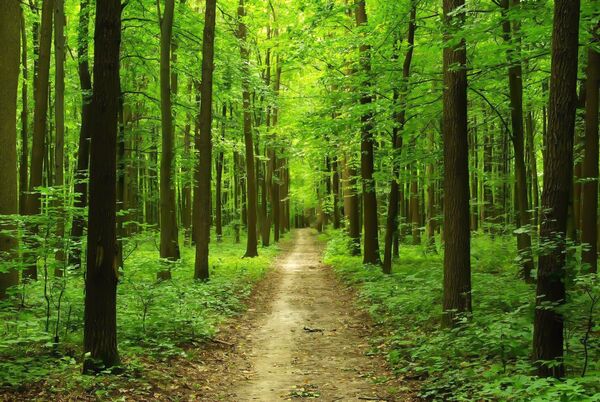 Waldweg mit sanftem Licht für einen entspannten Spaziergang